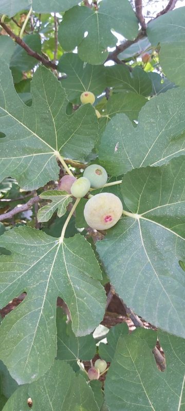 II Martes Adviento la higuera 2022 scaled