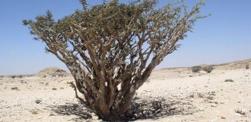 II Viernes Adviento el incienso 2022