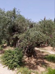 Primer Viernes Adviento el olivo 2022