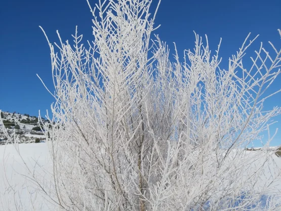 Ramas con nieve