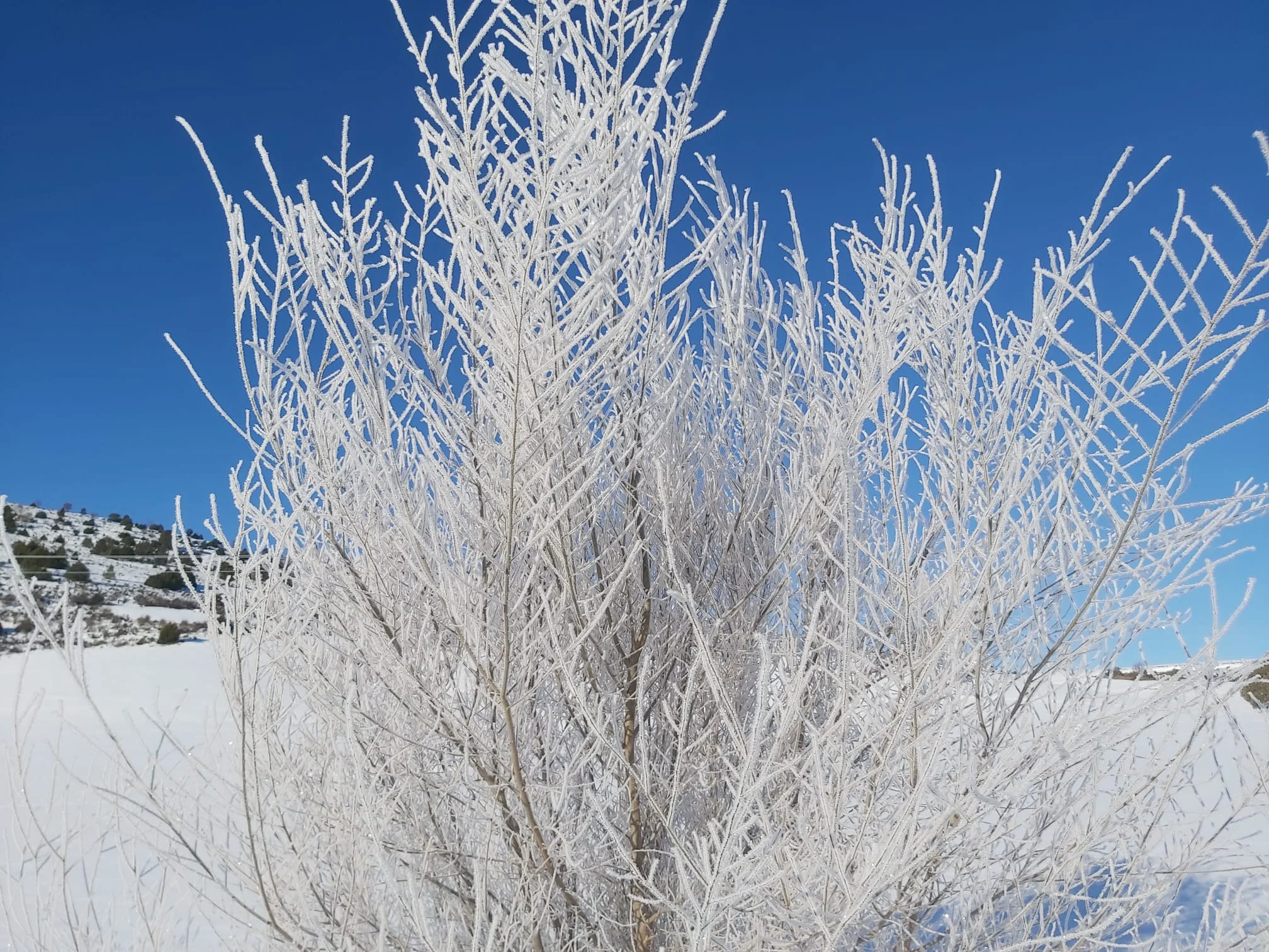 Ramas con nieve