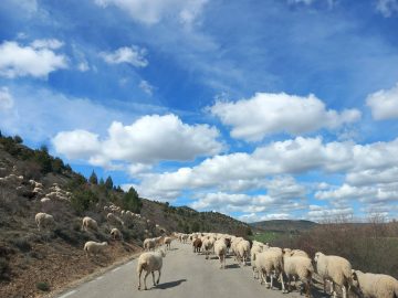 IV Domingto Pascua 2023 scaled