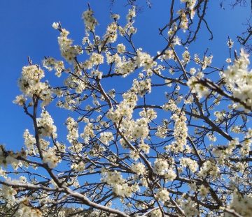 Miercoles Pascua Florida 2023