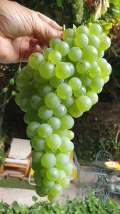 Proceso elaboracion vino