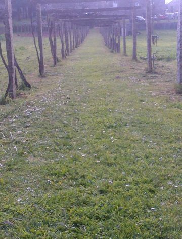 XXVII Domingo Tiempo Ordinario 2023