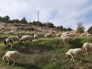 Homenaje al campo