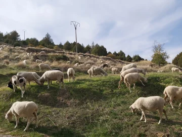 Homenaje al campo