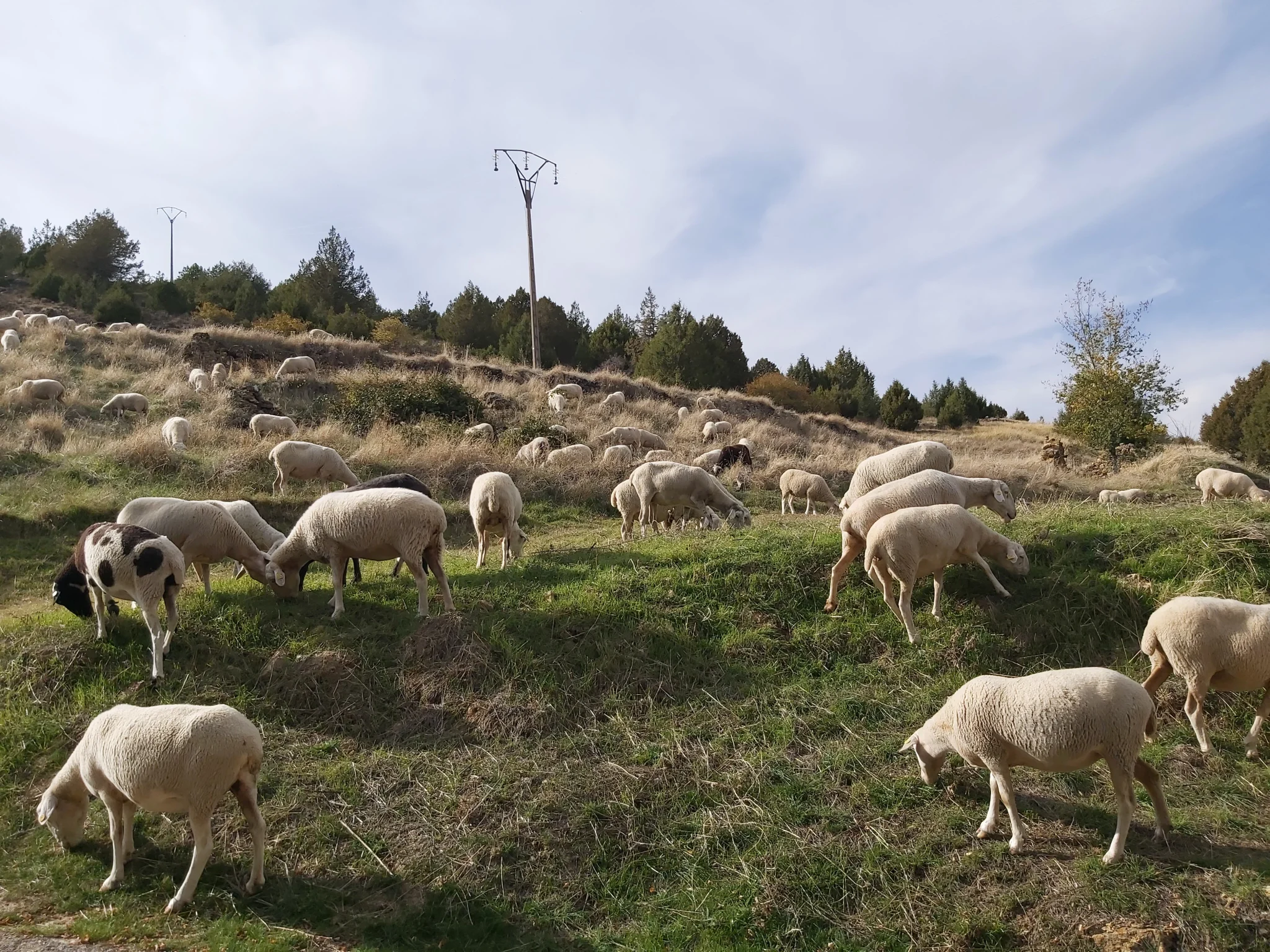 Homenaje al campo scaled