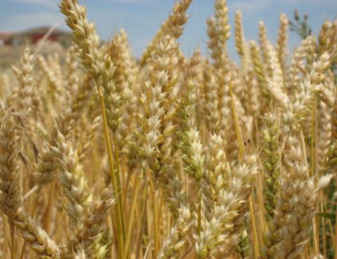 XI Domingo Tiempo Ordinario 2024