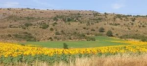 Ano preparacion Jubileo 2025La naturaleza