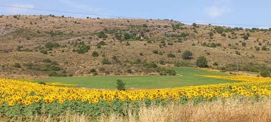 Ano preparacion Jubileo 2025La naturaleza