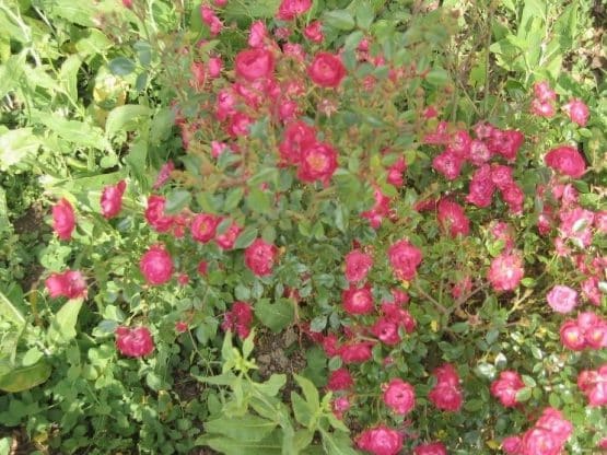 Ano preparacion Jubileo 2025RosarioAgradecimiento