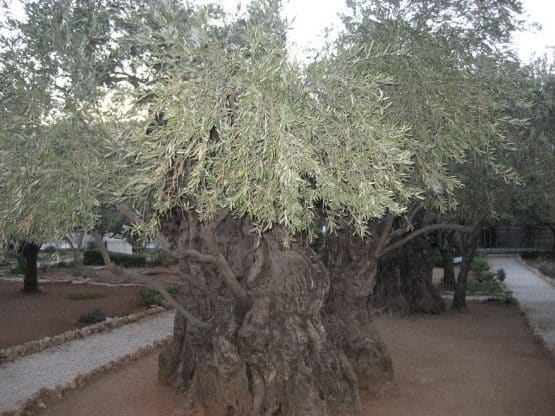 Ano preparacion Jubileo 2025RosarioJesus ora en Getsemani