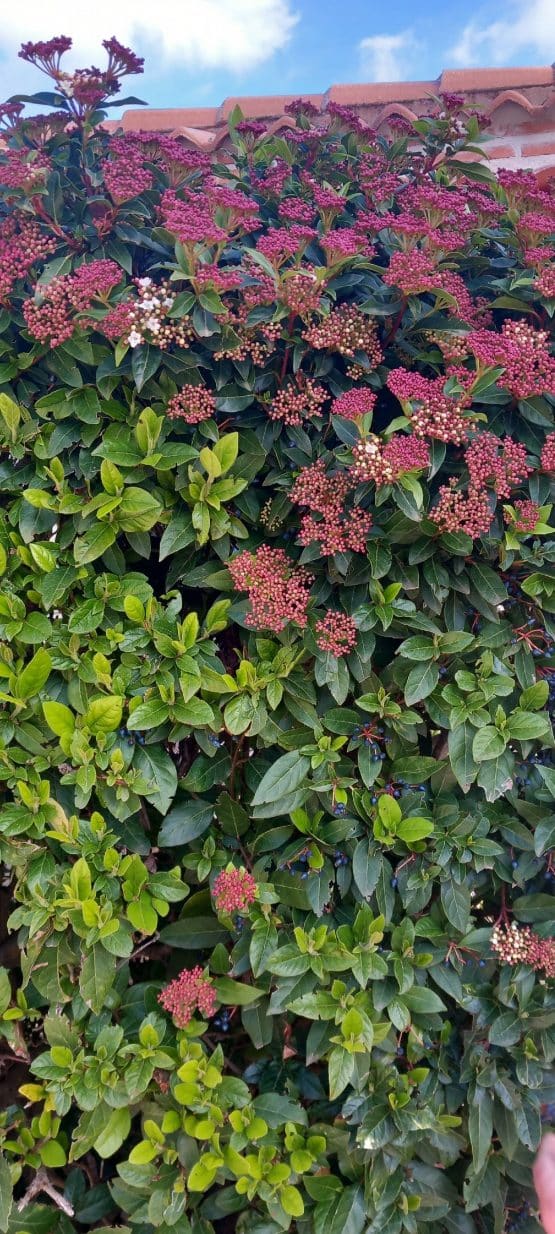 Adviento tiempo de esperanza 2024