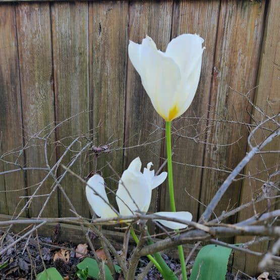 Ano preparacion Jubileo 2025Santa Isabel de la TrinidadBeato Duns Escoto