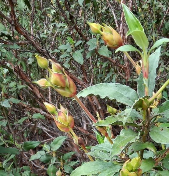 Primer Domingo de Adviento 2024