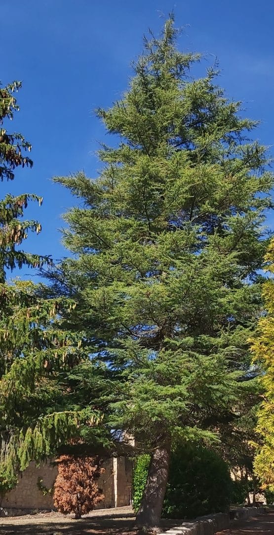 I Jueves Adviento 2024