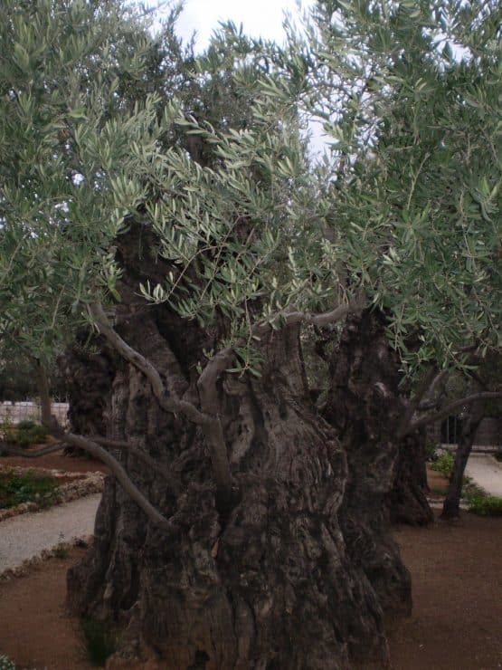 I Lunes de Adviento 2024