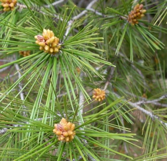 I Viernes Adviento 2024