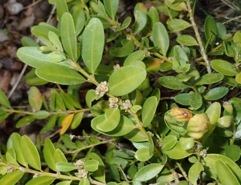 Domingo Ramos 3 2025