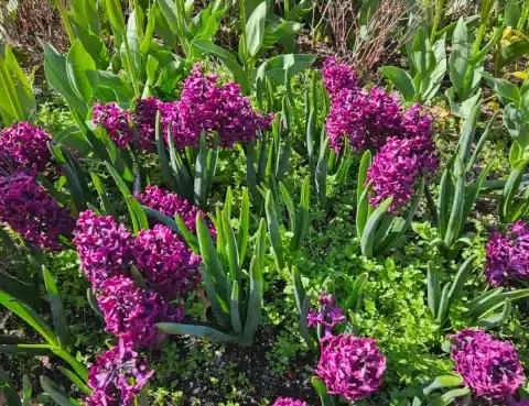 conmemoracion de todos los difuntos 2025