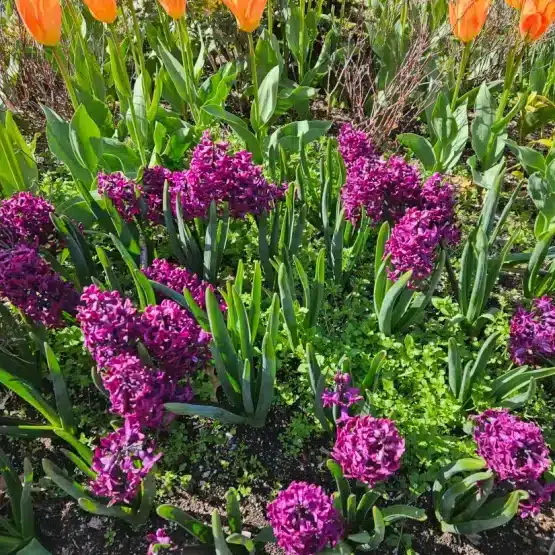 conmemoracion de todos los difuntos 2025