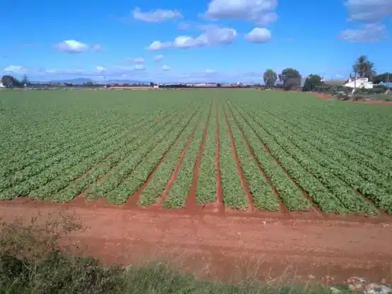 tiempo de adviento 2025