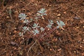 III Domingo Adviento 2025