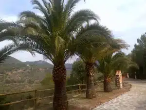 I Viernes de Adviento (2025)