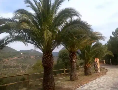 i viernes de adviento 2025