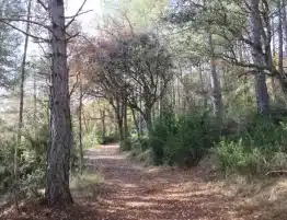 iii lunes de adviento 2025