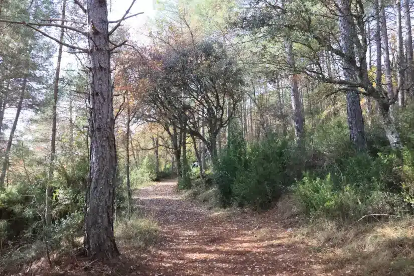 iii lunes de adviento 2025