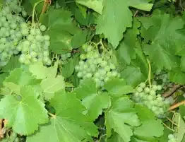 iii martes de adviento 2025