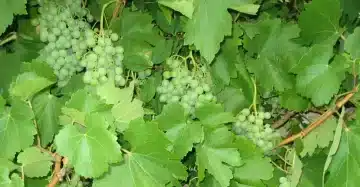 iii martes de adviento 2025