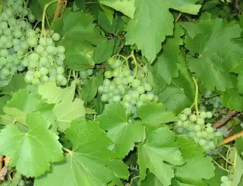 iii martes de adviento 2025