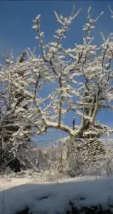 : Octava de Navidad (2025)