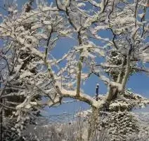 octava de navidad 2025