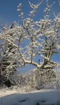 octava de navidad 2025