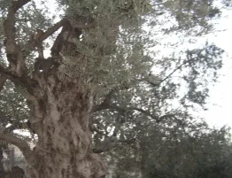 domingo de ramos 2026