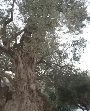 domingo de ramos 2026