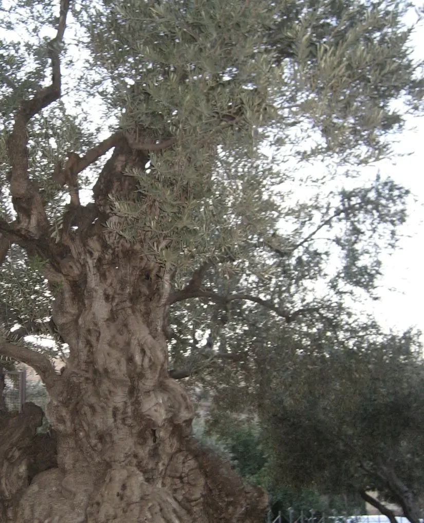 domingo de ramos 2026