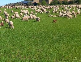 IV Lunes Pascua 2026