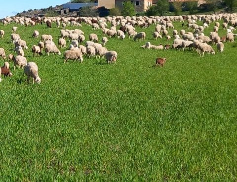 IV Lunes Pascua 2026