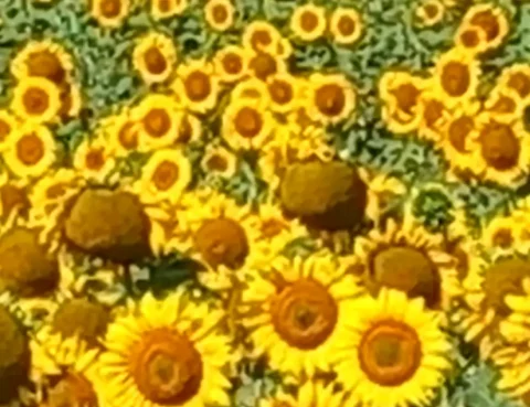 v viernes de pascua 2026