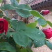 vii lunes de pascua 2026